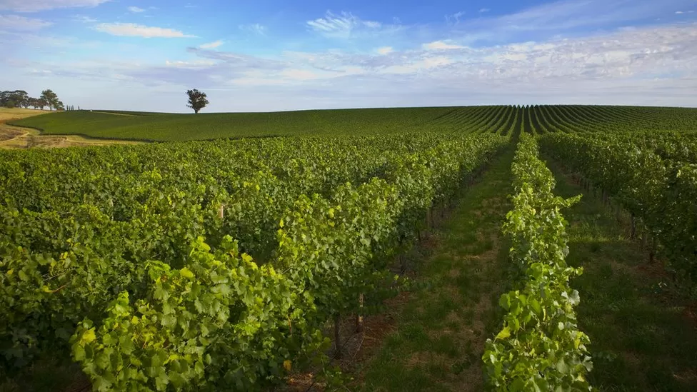 Climate change: How it’s endangering Australian wine